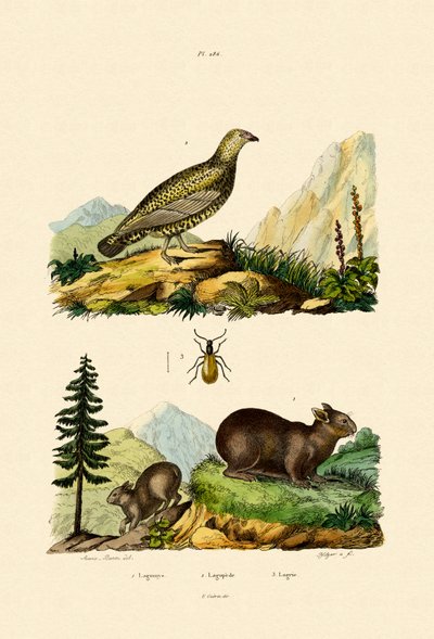サルデーニャピカ、1833-39 作： French School